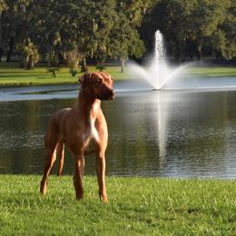 Rhodesian Ridgeback and Xoloitzcuintli All Grown Up from Venus Rhodesian Ridgebacks