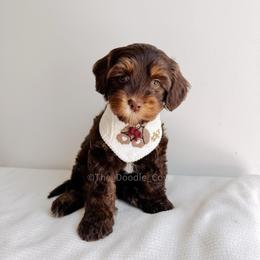 Aloha - Love litter - Chocolate male Australian Labradoodle puppy in Syracuse, Indiana from The Doodle Cove