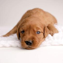 Joy - Dark golden female Golden Retriever puppy in Buhl, Idaho from Atkinson's Goldens