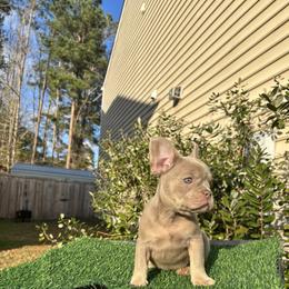 French Bulldog Puppies from Melvin Hodges
