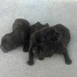 Boy 1 - Black male Labrador Retriever puppy in Archer Lodge, North Carolina from Archer Lodge Labradors