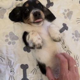 Dachshund Puppies from Amy’s Mini Doxies
