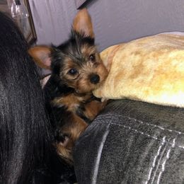 Yorkshire Terrier Puppies from YorkiStars