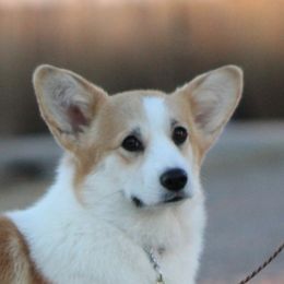 Dusya - Pembroke Welsh Corgi