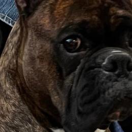 Jax - Boxer