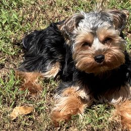 Yorkshire Terriers from Gone to the Dogs Kennel