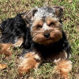 Yorkshire Terriers from Gone to the Dogs Kennel