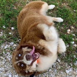 Australian Shepherds from Australian Shepherd Homestead