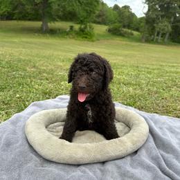 Cocoa - Brown female Poodle puppy in Atlanta, Georgia from Wilkins Farm