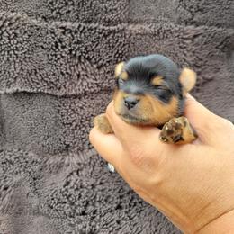 Buzz - Black and gold male Yorkshire Terrier puppy in Middleton, Idaho from Rocky Mountain Yorkies
