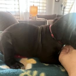 Cane Corso Puppies from Ragnarok kennels