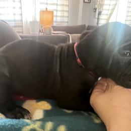 Cane Corso Puppies from Ragnarok kennels