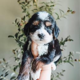 Denali - male Golden Mountain Doodle puppy in Greenbrier, Arkansas from Tilley's Southern Doodles