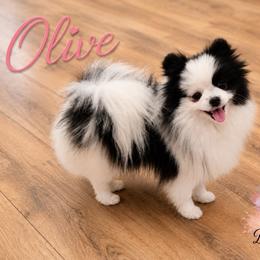 Olive - Pomeranian