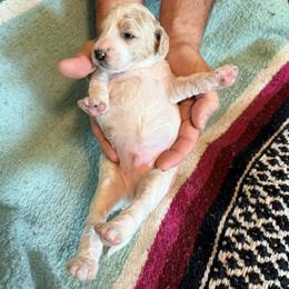 Sarge - Parti male Poodle puppy in Bakersfield, California from Jewells Poodles