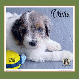 Olivia - Blue merle female Bernedoodle puppy in Branchland, West Virginia from Our Appalachian Doodles