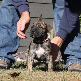 Light Pink Collar - Tiger female Perro de Presa Canario puppy in Pocahontas, Illinois from Cabeza Grande Kennel