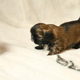 Shih Tzu Puppies from Good Lil Shih Tzu