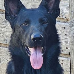 Ziva - German Shepherd