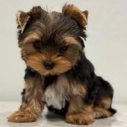 MiuMiu - Blue and gold female Yorkshire Terrier puppy in Los Angeles, California from 818 Yorkies