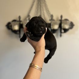 Cane Corso Puppies from The Dorado Ranch