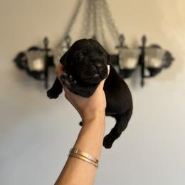 Cane Corso Puppies from The Dorado Ranch