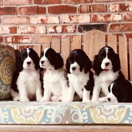 English Springer Spaniel Puppies from Valentine English Springers