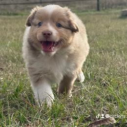 RMM - Red merle male Toy Australian Shepherd puppy in Lindale, Texas from Circle JTS Ranch