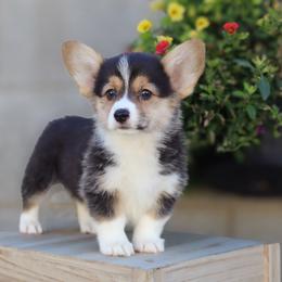 Lady - Black and tan female Pembroke Welsh Corgi puppy in Caliente, California from Rafter Cross 7