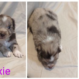 Girl 3 - Red merle Australian Shepherd puppy in Sanger, California from A&M Australian Shepherds