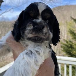 Harley - Black white and tan male Cocker Spaniel puppy in Sautee Nacoochee, Georgia from Candy's Cockers