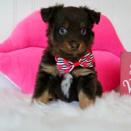 Raphael - Red tri male Miniature Australian Shepherd puppy in Buchanan, Georgia from Stanleyville Farm Mini Aussies