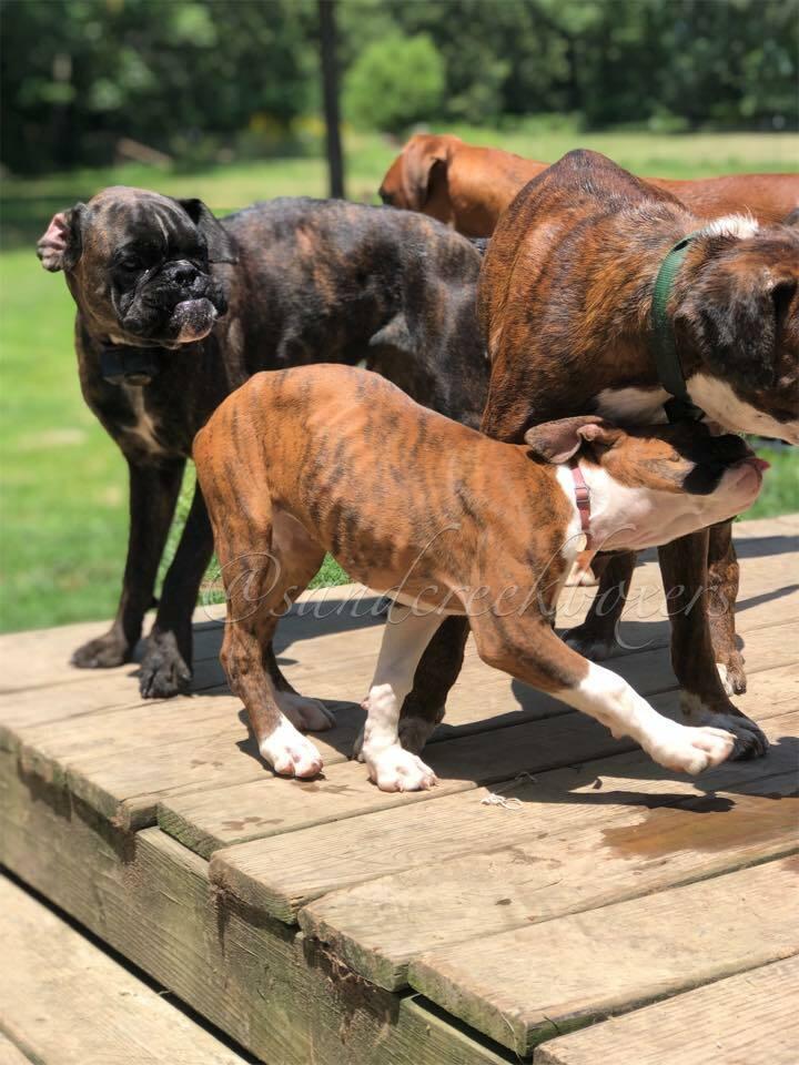 Sergeant Boxers Sand Creek Boxer Kennel in Missouri | Boxer puppies | Good Dog