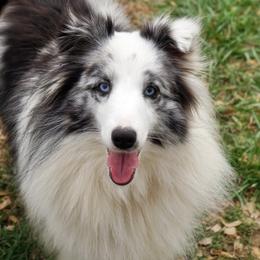 Diva - Toy Shetland Sheepdog