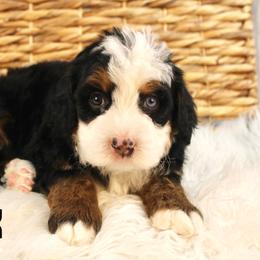 Bronx - Tri-color male Bernedoodle puppy in Casa Grande, Arizona from AzDoodle Dandies