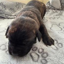 Purple collar - Black brindle female Cane Corso puppy in Cottonport, Texas from Sweet Cane Corsos