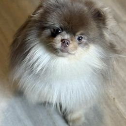 Dmitri - Pomeranian