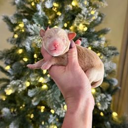 Ophelia (mini) - Red female Bernedoodle puppy in Wamego, Kansas from Doodles of Oz
