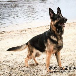 German Shepherds from James Fiksdal's German Shepherds