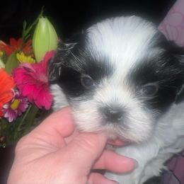 Oliver Aiku - Black and white male Shih Tzu puppy in Citrus Heights, California from The Lion dog Shih Tzu