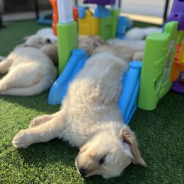 Golden Retriever Puppies from Jackson Farm Kennels