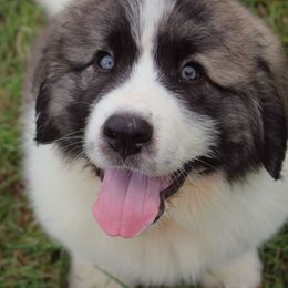 Pyrenean Mastiff Puppies from Estrella Polar Pyrenean Mastiffs