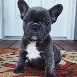 Purple - Blue female French Bulldog puppy in Cordes Lakes, Arizona from Puppy Love AZ LLC