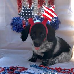 Girl 1 - Piebald female Dachshund puppy in Trinity, Texas from Signature Sloan - Long Hair Dachshunds