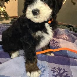 Girl 3 orange Collar Bow - Black and white female Bernedoodle puppy in Cody, Wyoming from Yellowstone Breeders