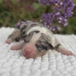 Miniature Australian Shepherd Puppies from DLT MiniAussie