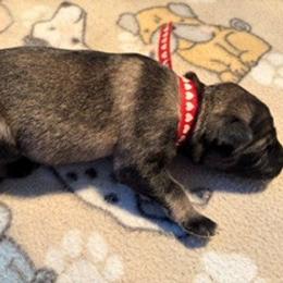 Girl 4 - Sable female German Shepherd puppy in Valley Springs, South Dakota from Von Pasch German Shepherds