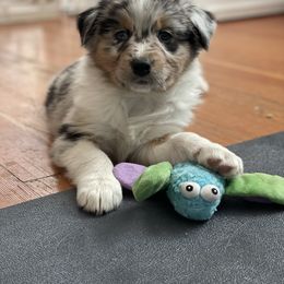 Australian Shepherd Puppies from Audacity Australian Shepherds