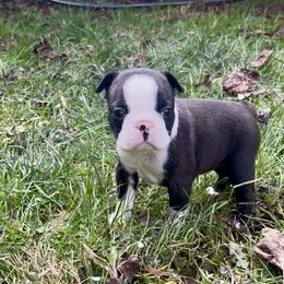 Arial - Black brindle and white female Boston Terrier puppy in London, Kentucky from Antjie Boston
