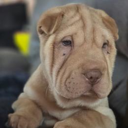 Tiny Red blue collar - Red fawn female Chinese Shar-Pei puppy in Rome, Pennsylvania from Maynard Hills Chinese Sharpeis